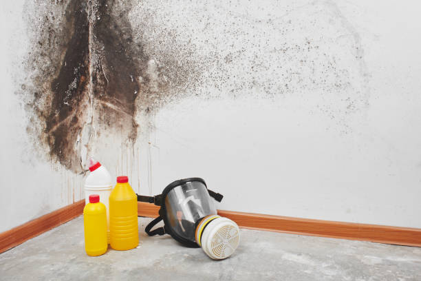 Best Toxic Mold Removal  in Colona, IL