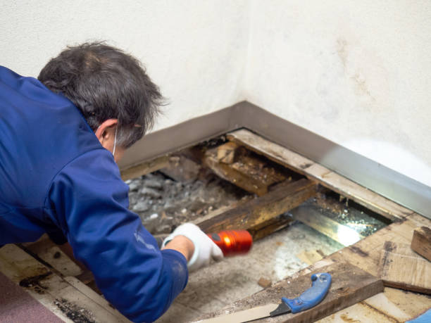 Best Water Damage Restoration  in Colona, IL