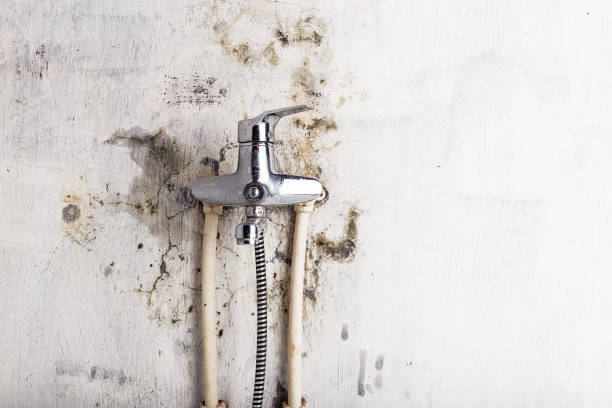 Best Emergency Mold Removal  in Colona, IL