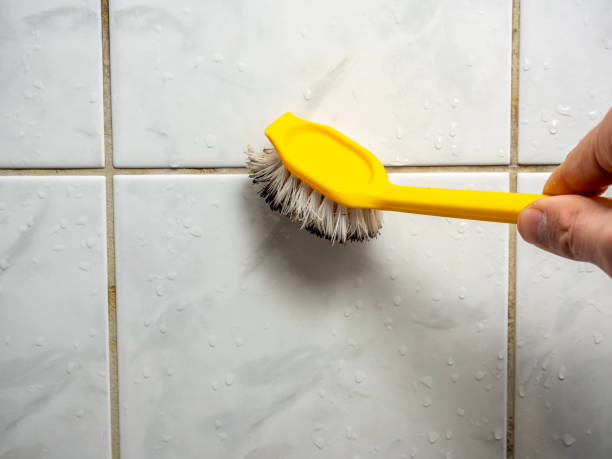 Best Office Mold Removal Services  in Colona, IL