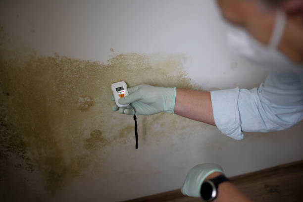 Best Commercial Mold Removal  in Colona, IL