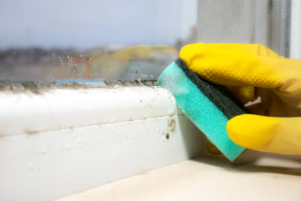 Professional Mold Removal in Colona, IL