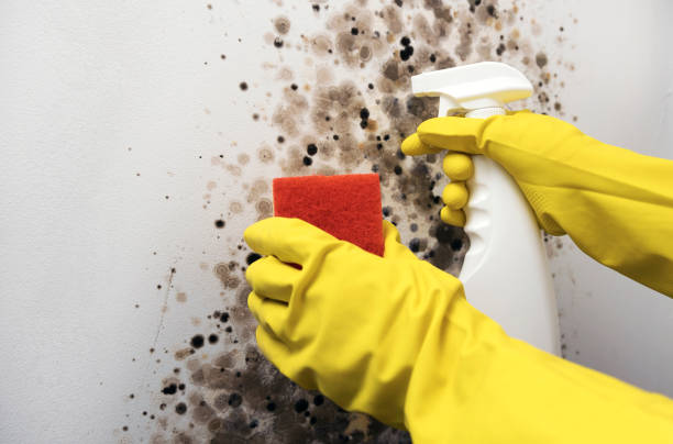 Best Mold Remediation  in Colona, IL