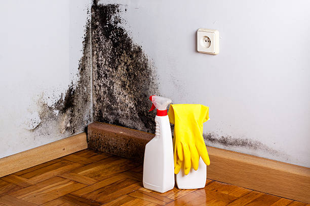 Best Mold Cleaning Services  in Colona, IL