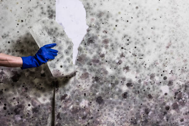 Best Emergency Mold Removal  in Colona, IL